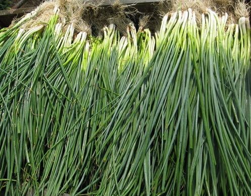 如何利用保鮮冷庫對大蔥進(jìn)行正確儲藏?